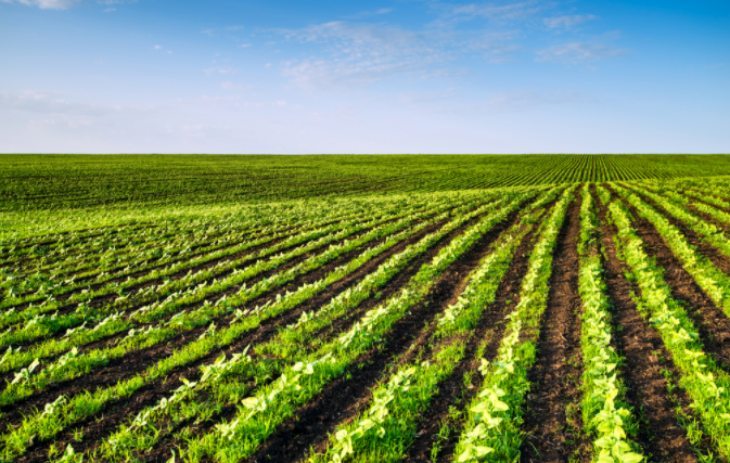 土壤缺什么？補(bǔ)什么?